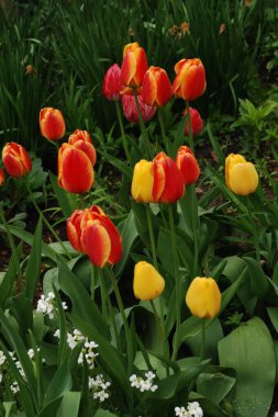 Tulipa, zambak familyasından bir bitki cinsidir.