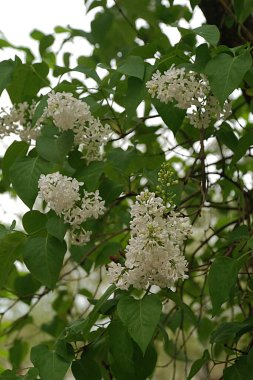 Sıradan yaban domuzu (Şırınga bayağılığı)) 