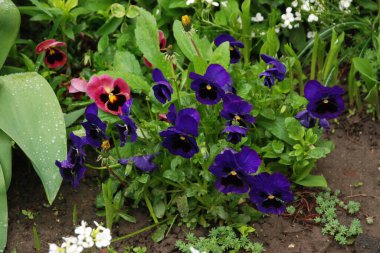 Üç renkli menekşe, vahşi nonoş (Viola üç renkli L.) 