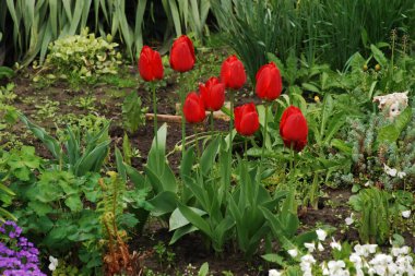 Tulipa, zambak familyasından bir bitki cinsidir.