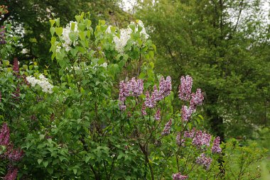 Sıradan yaban domuzu (Şırınga bayağılığı)) 