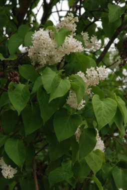 Sıradan yaban domuzu (Şırınga bayağılığı)) 