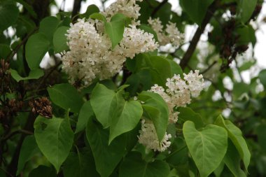 Sıradan yaban domuzu (Şırınga bayağılığı)) 