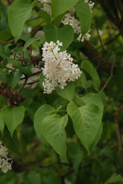 Sıradan yaban domuzu (Şırınga bayağılığı)) 