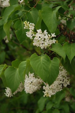 Sıradan yaban domuzu (Şırınga bayağılığı)) 