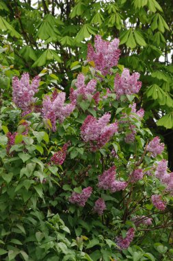 Sıradan yaban domuzu (Şırınga bayağılığı)) 