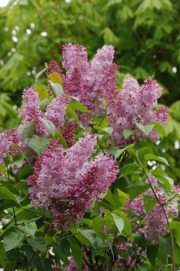 Sıradan yaban domuzu (Şırınga bayağılığı)) 