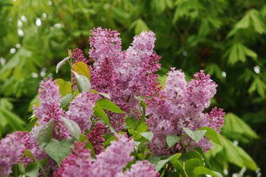 Sıradan yaban domuzu (Şırınga bayağılığı)) 
