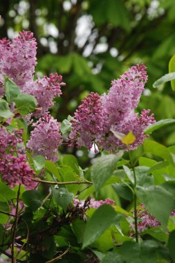 Sıradan yaban domuzu (Şırınga bayağılığı)) 
