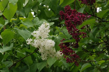 Sıradan yaban domuzu (Şırınga bayağılığı)) 