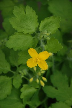 Chelidonium majus L., gelincik familyasından tek tür olan Papaveraceae 'dir.