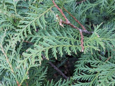  Thuja is a genus of evergreen coniferous trees and shrubs of the cypress family 