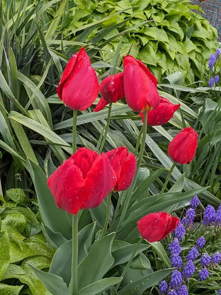 Tulipa, zambak familyasından bir bitki cinsidir. 