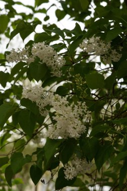 Sıradan yaban domuzu (Şırınga bayağılığı)) 