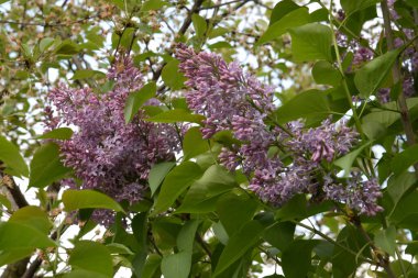 Sıradan yaban domuzu (Şırınga bayağılığı)) 