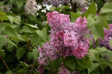 Sıradan yaban domuzu (Şırınga bayağılığı)) 