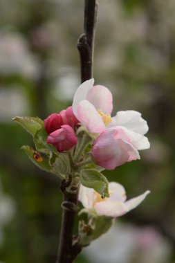 Beyaz elma çiçeği, bahar.