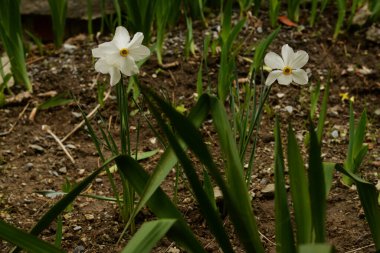 Ortak kayısı (lat. Prnus armenaca) Çiçek açan ağaçlar Pricot, kayısı, sırık, daha fazla. 