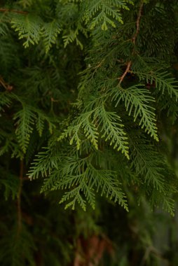Thuja is a genus of evergreen coniferous trees and shrubs of the cypress family 