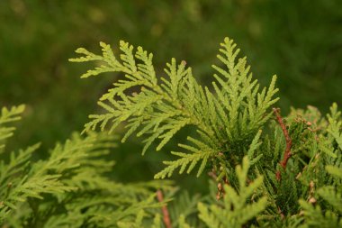 Thuja is a genus of evergreen coniferous trees and shrubs of the cypress family 