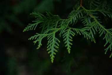 Thuja is a genus of evergreen coniferous trees and shrubs of the cypress family 