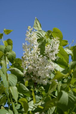 Sıradan yaban domuzu (Şırınga bayağılığı)) 