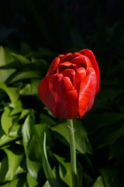 Tulipa, zambak familyasından bir bitki cinsidir. 