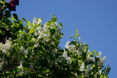 Sıradan yaban domuzu (Şırınga bayağılığı)) 