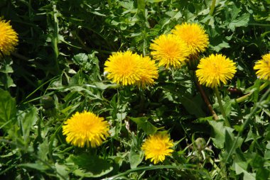 Sıradan yaban domuzu (Şırınga bayağılığı)) 