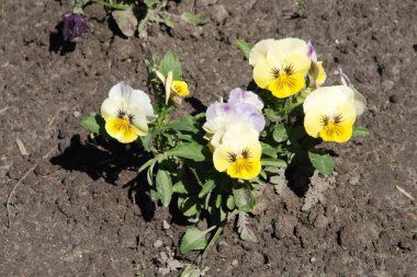 Üç renkli menekşe, vahşi nonoş (Viola üç renkli L.) 