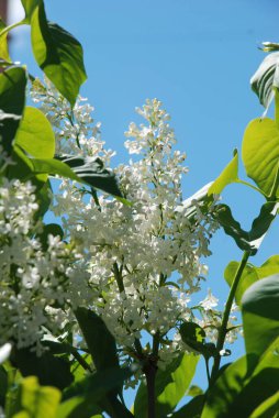Sıradan yaban domuzu (Şırınga bayağılığı)) 