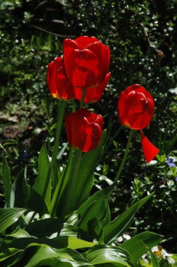 Tulipa, zambak familyasından bir bitki cinsidir. 