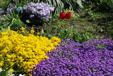 Tulipa, zambak familyasından uzun ömürlü bir bitki cinsidir. Pancar ya da siğil (Alyssum), lahana familyasından bir bitki cinsidir..