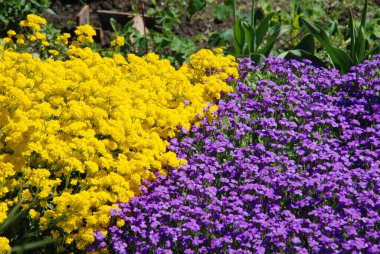 Pancar ya da siğil (