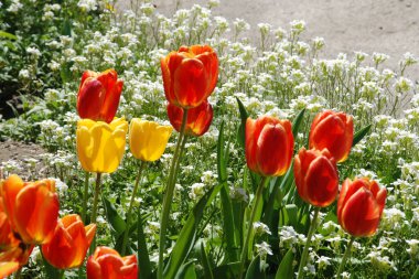 Tulipa, zambak familyasından bir bitki cinsidir. 