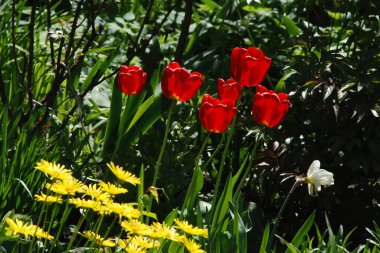Tulipa, zambak familyasından bir bitki cinsidir. 
