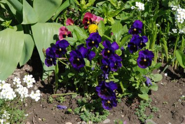 Üç renkli menekşe, vahşi nonoş (Viola üç renkli L.) 