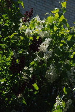 Sıradan yaban domuzu (Şırınga bayağılığı)) 