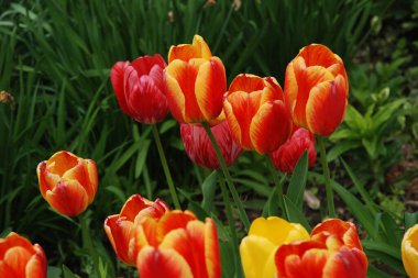 Tulipa, zambak familyasından bir bitki cinsidir. 