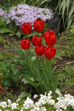 Tulipa, zambak familyasından bir bitki cinsidir. 