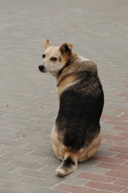 Köpek ya da evcil köpek (Canis lupus familiaris)) 