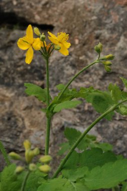 Chelidonium majus L., gelincik familyasından tek tür olan Papaveraceae 'dir.