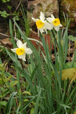 Ortak kayısı (lat. Prnus armenaca) Çiçek açan ağaçlar Pricot, kayısı, sırık, daha fazla. 