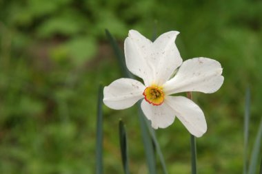 Ortak kayısı (lat. Prnus armenaca) Çiçek açan ağaçlar Pricot, kayısı, sırık, daha fazla. 