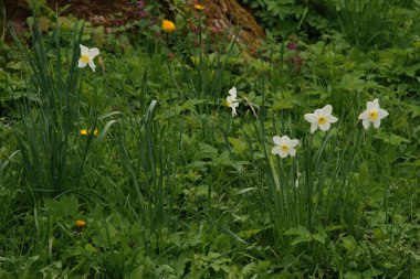 Ortak kayısı (lat. Prnus armenaca) Çiçek açan ağaçlar Pricot, kayısı, sırık, daha fazla. 
