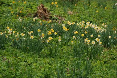 Ortak kayısı (lat. Prnus armenaca) Çiçek açan ağaçlar Pricot, kayısı, sırık, daha fazla. 