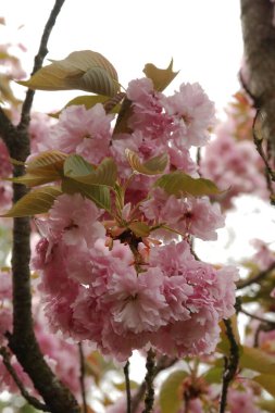 Japon kirazı ya da sakura.