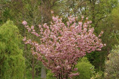 Japanese cherry, or sakura
