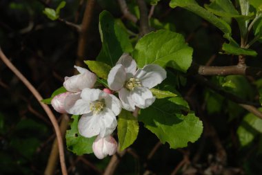 Beyaz elma çiçeği, bahar.