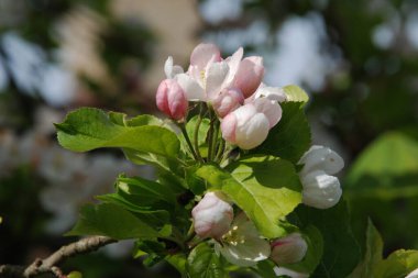 White apple blossom, spring